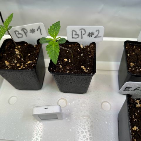 Blueberry Pancakes #2 growlog timeline photo
