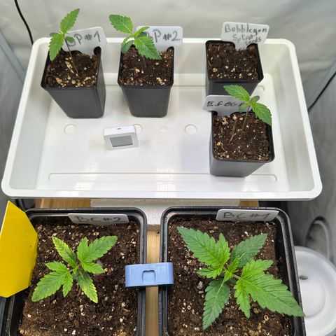 Blueberry Pancakes #1 growlog timeline photo