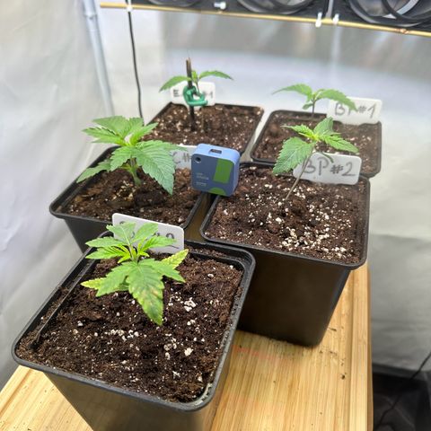 Blueberry Pancakes #1 growlog timeline photo