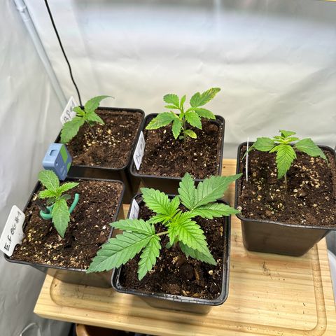 Blueberry Pancakes #1 growlog timeline photo