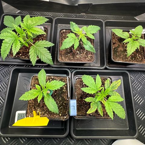 Blueberry Pancakes #1 growlog timeline photo
