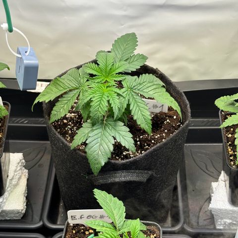 Blueberry Cupcake #1 growlog timeline photo