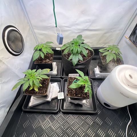 Blueberry Pancakes #1 growlog timeline photo