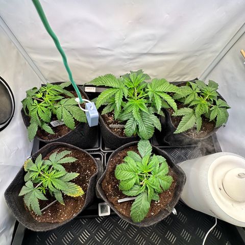 Blueberry Pancakes #1 growlog timeline photo