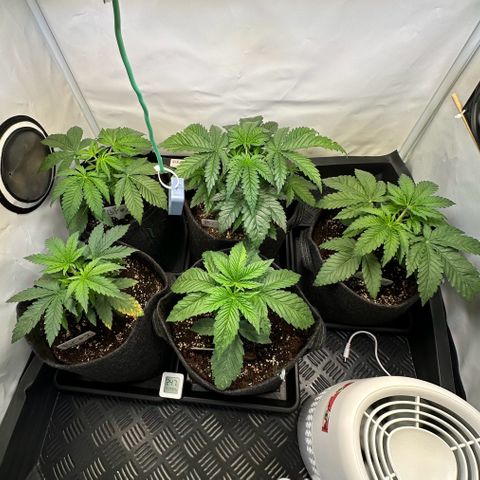 Blueberry Pancakes #1 growlog timeline photo