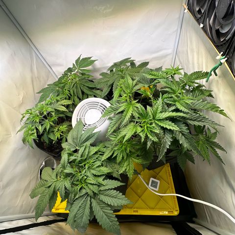 Blueberry Pancakes #1 growlog timeline photo