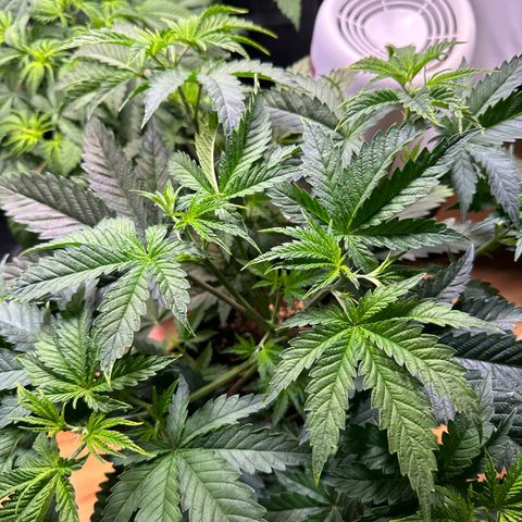 Blueberry Cupcake #1 growlog timeline photo
