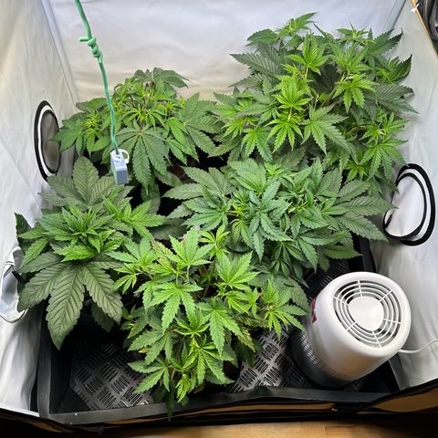 Blueberry Pancakes #1 growlog timeline photo