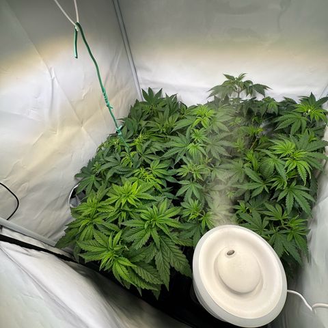 Blueberry Pancakes #1 growlog timeline photo