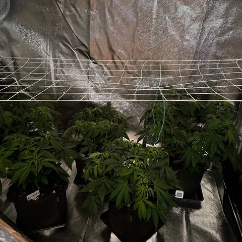Blueberry Pancakes #1 growlog photo: Entering the flowering tent 