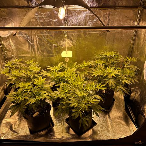 Blueberry Pancakes #1 growlog timeline photo