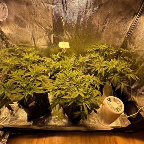 Blueberry Pancakes #1 growlog timeline photo