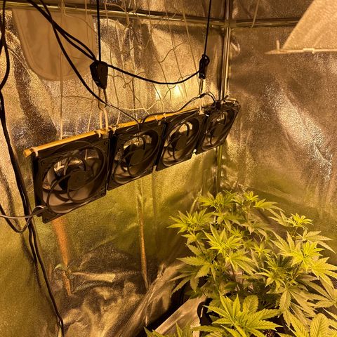 Blueberry Pancakes #1 growlog timeline photo