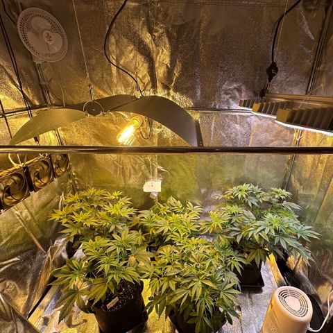 Blueberry Pancakes #1 growlog photo: Added 200W LED light 
80% Power 