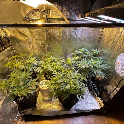Blueberry Pancakes #1 growlog timeline photo