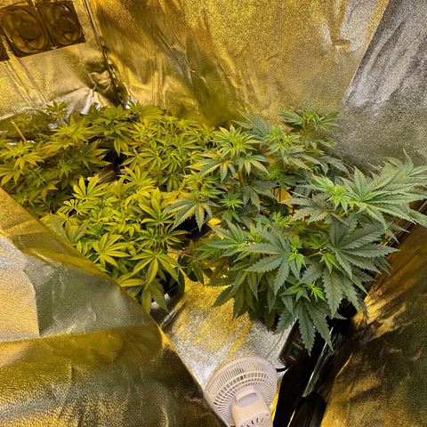 Blueberry Pancakes #1 growlog timeline photo