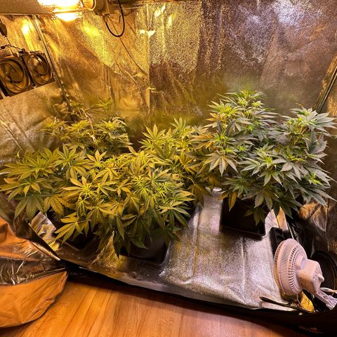 Blueberry Pancakes #1 growlog timeline photo