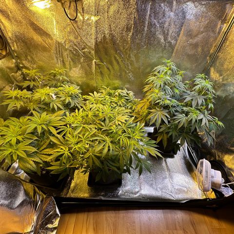 Blueberry Pancakes #1 growlog timeline photo