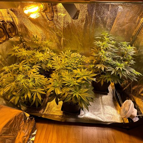Blueberry Pancakes #1 growlog timeline photo