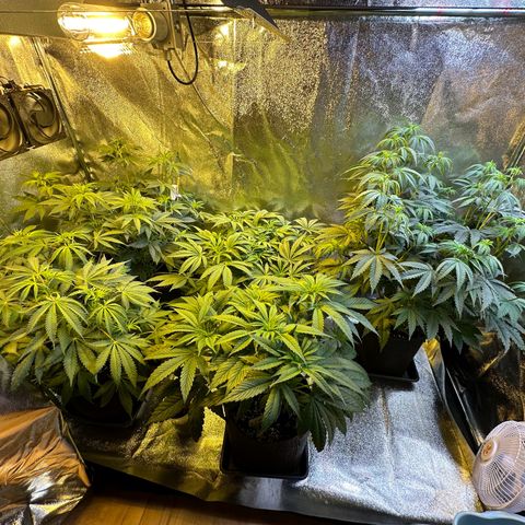 Blueberry Pancakes #1 growlog timeline photo