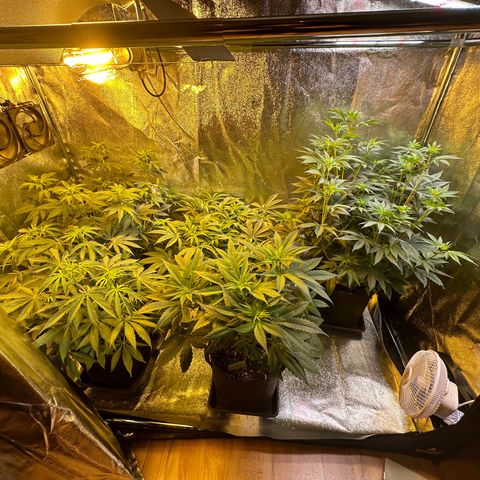 Blueberry Pancakes #1 growlog timeline photo
