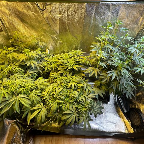 Blueberry Pancakes #1 growlog timeline photo