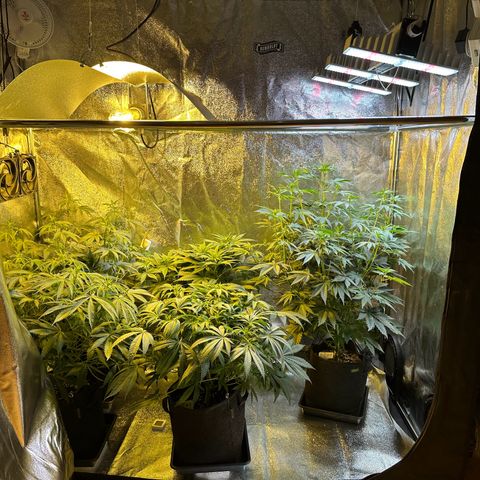 Blueberry Pancakes #1 growlog timeline photo