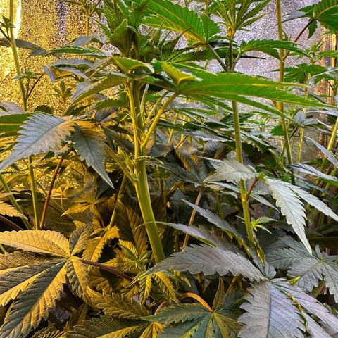 Blueberry Pancakes #1 growlog timeline photo