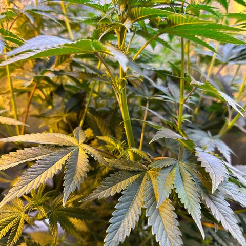 Blueberry Pancakes #1 growlog timeline photo