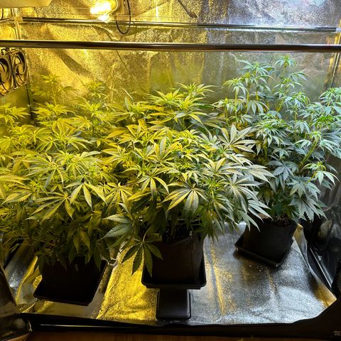 Blueberry Pancakes #1 growlog timeline photo