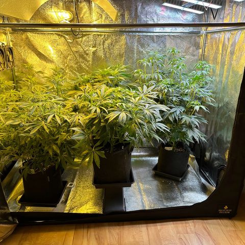 Blueberry Pancakes #1 growlog timeline photo