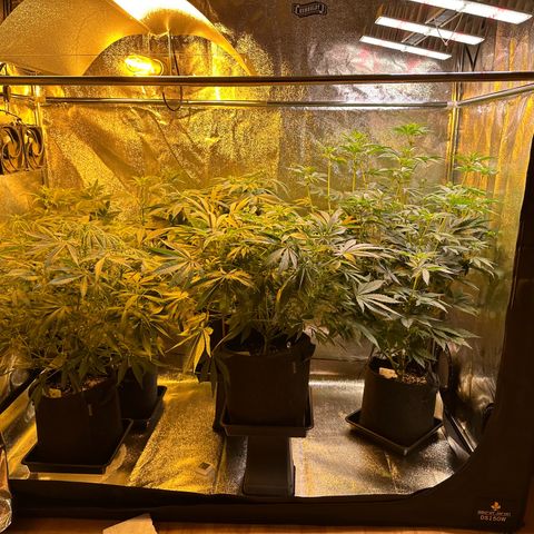 Blueberry Pancakes #1 growlog timeline photo