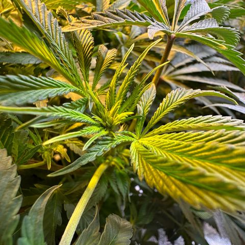 Blueberry Pancakes #1 growlog timeline photo
