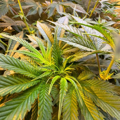 Blueberry Cupcake #1 growlog timeline photo