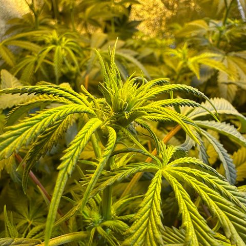 Blueberry Pancakes #2 growlog timeline photo