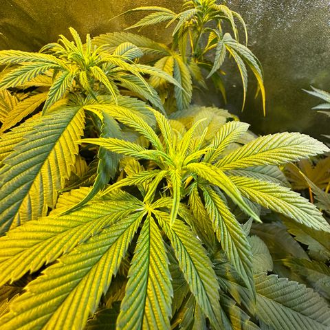 Emerald Fire O.G  growlog timeline photo