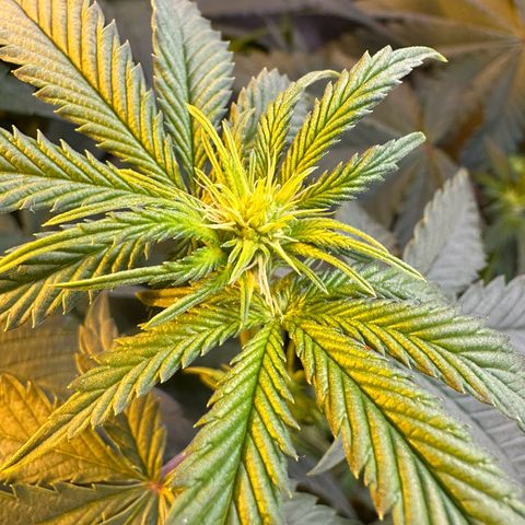 Blueberry Pancakes #1 growlog timeline photo