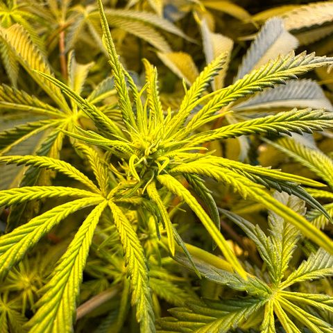 Blueberry Pancakes #1 growlog timeline photo