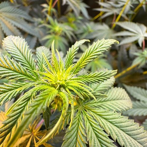 Blueberry Pancakes #1 growlog timeline photo