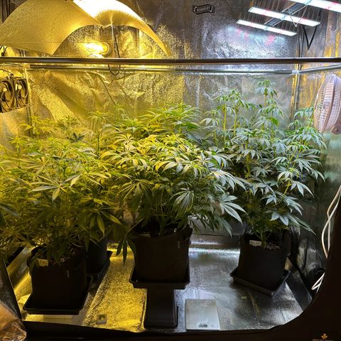 Blueberry Pancakes #1 growlog timeline photo