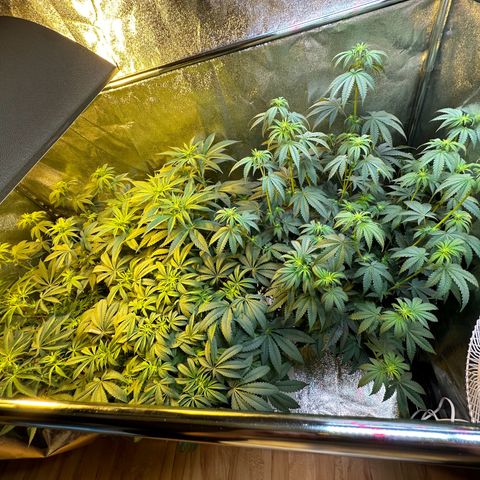 Blueberry Pancakes #1 growlog timeline photo