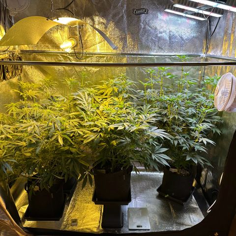 Blueberry Pancakes #1 growlog timeline photo