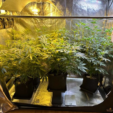 Blueberry Pancakes #1 growlog timeline photo