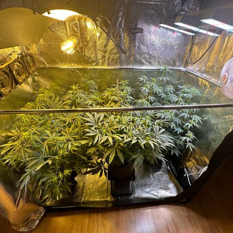 Blueberry Pancakes #1 growlog timeline photo