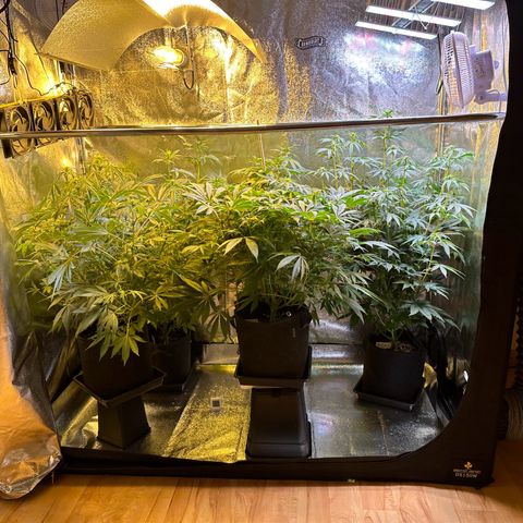 Blueberry Pancakes #1 growlog timeline photo