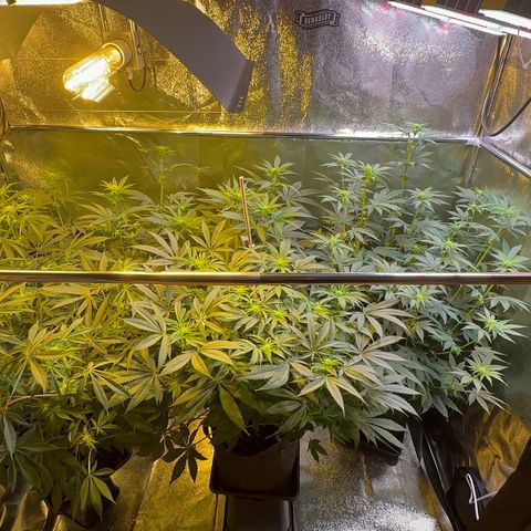 Blueberry Pancakes #1 growlog timeline photo