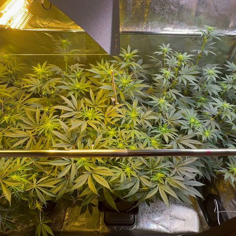 Blueberry Pancakes #1 growlog timeline photo