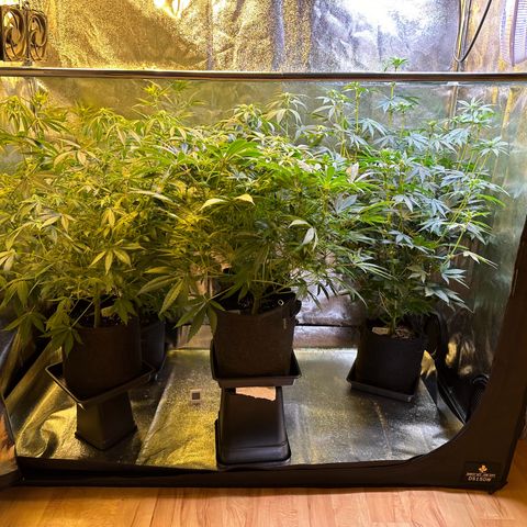 Blueberry Pancakes #1 growlog timeline photo