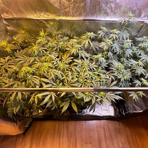 Blueberry Pancakes #1 growlog timeline photo
