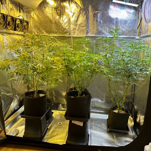 Blueberry Pancakes #1 growlog timeline photo